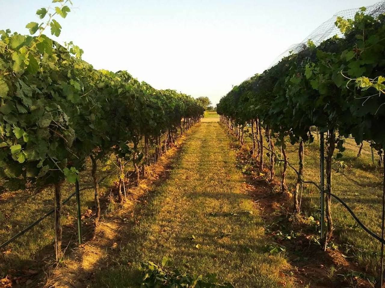 vineyard Oklahoma