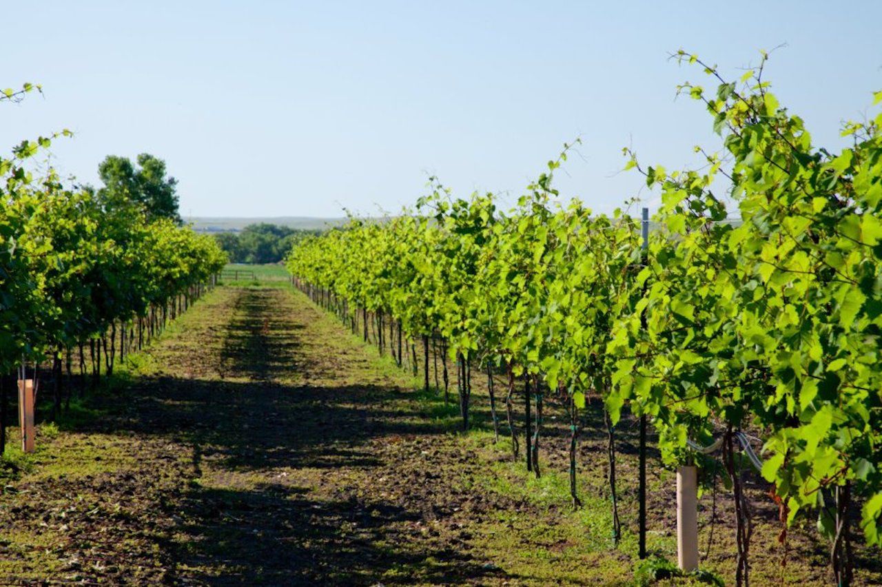 Gruet-Winery